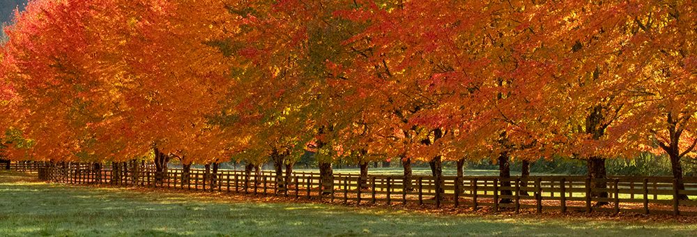 USA-Washington State-North Bend fence and tree lined driveway in fall colors